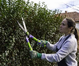 Woman wearing an apron holding green and purple shears cutting back a hedge