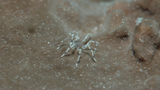 A white and gray sea spider crawls along the seafloor.