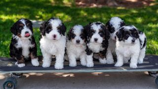 Group of bernedoodle puppies stood on a skateboard