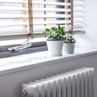 small potted plants on windowsill