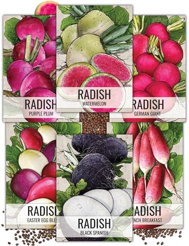 Seed Needs, Multicolor Radish Seed Packet Collection (6 Individual Varieties of Radish Seeds for Planting) Non-Gmo &amp;amp; Untreated