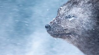 Close-up of a snow-covered otter nose and face in a snowy, windy environment with blurred falling snowflakes