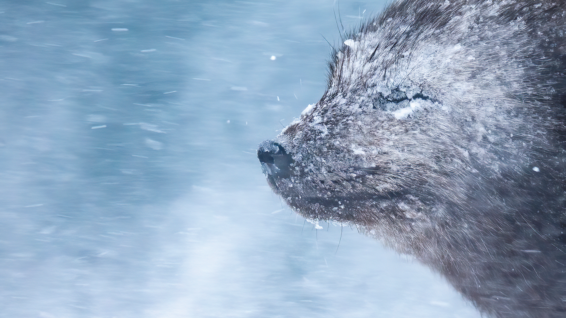 Close-up of a snow-covered otter nose and face in a snowy, windy environment with blurred falling snowflakes