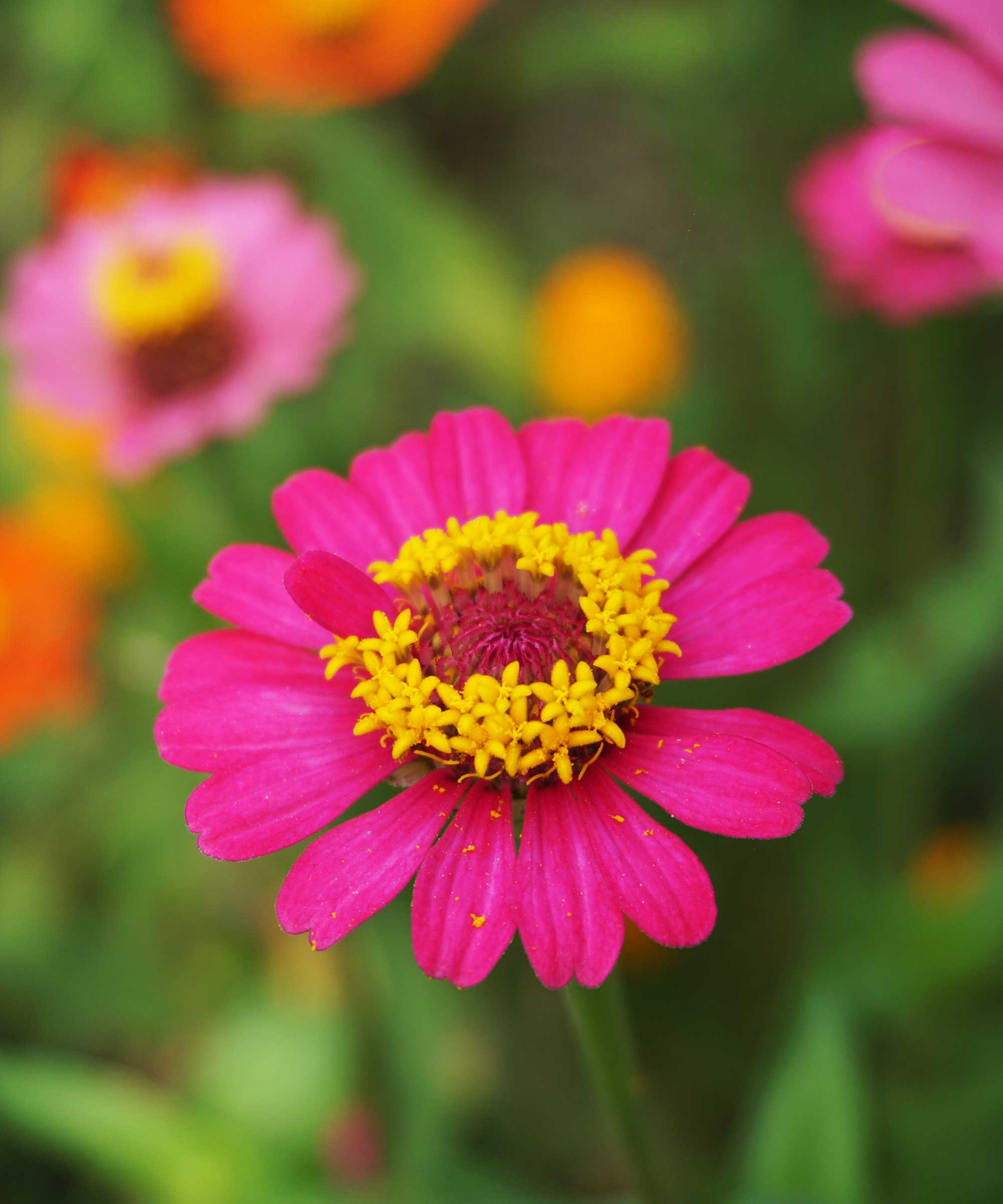 pink zinnia flower up-close