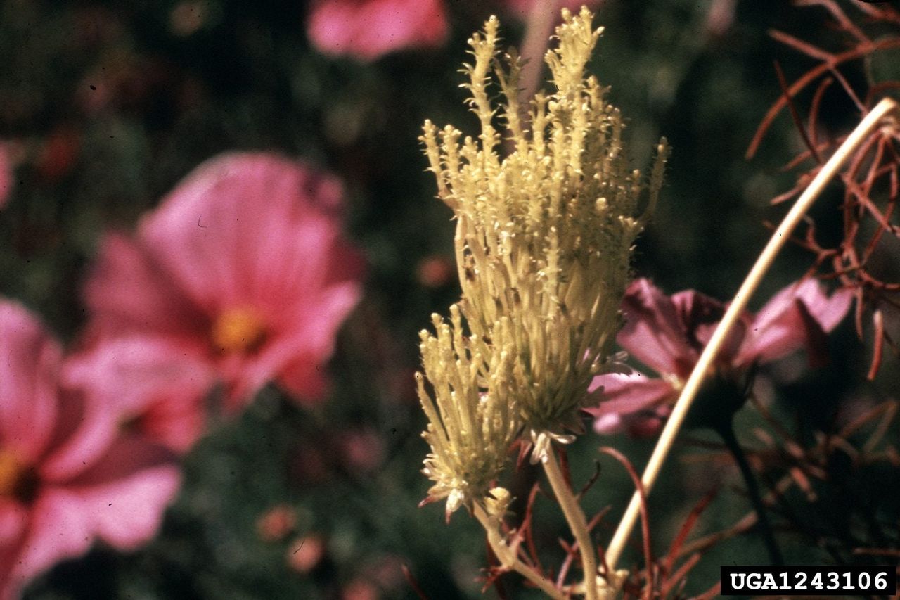 Dying Cosmos Flowers