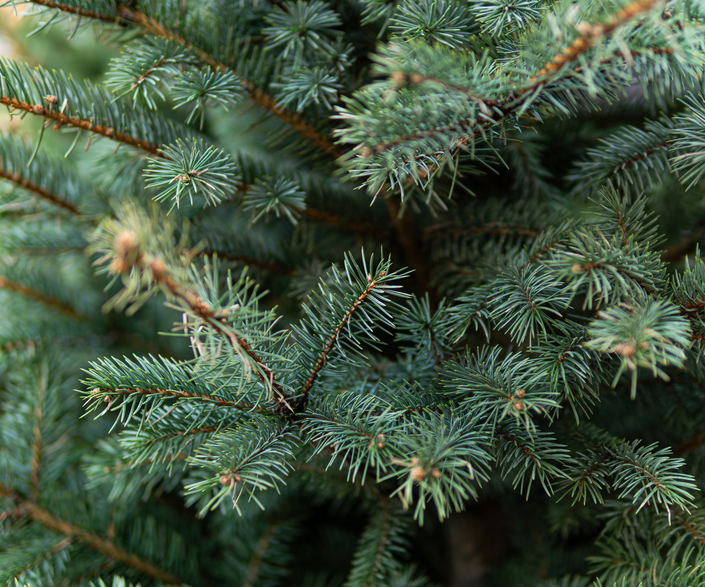 close up of spruce tree branches