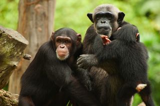 Chimpanzee Family