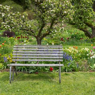 A bench positioned in front of flowers and an apple tree
