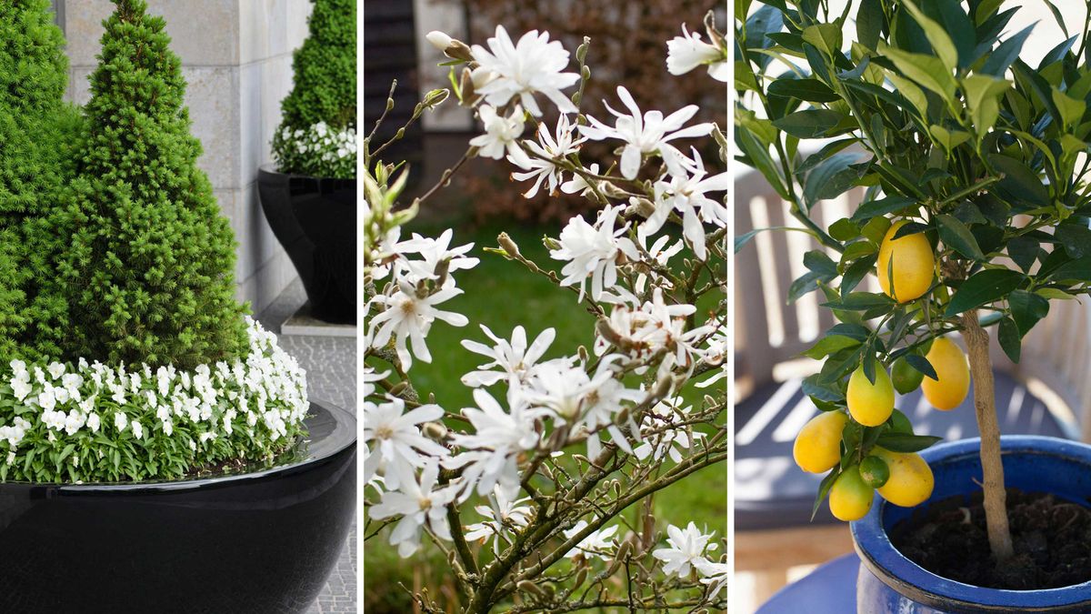The 10 best trees to grow in pots, according to gardeners - cover