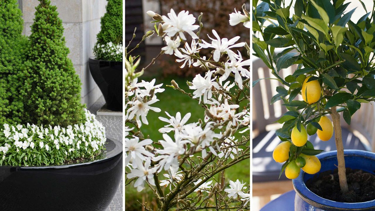 composite image best trees to grow in pots, with dwarf spruce alberta, magnolia stellata flowers, and limequat tree