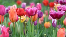 multi-coloured tulip flowers 