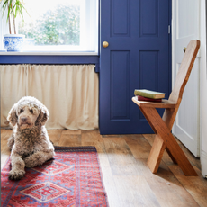 Dog on red rug in living room