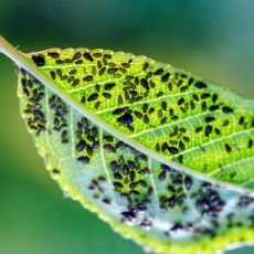 Aphids covering leaf