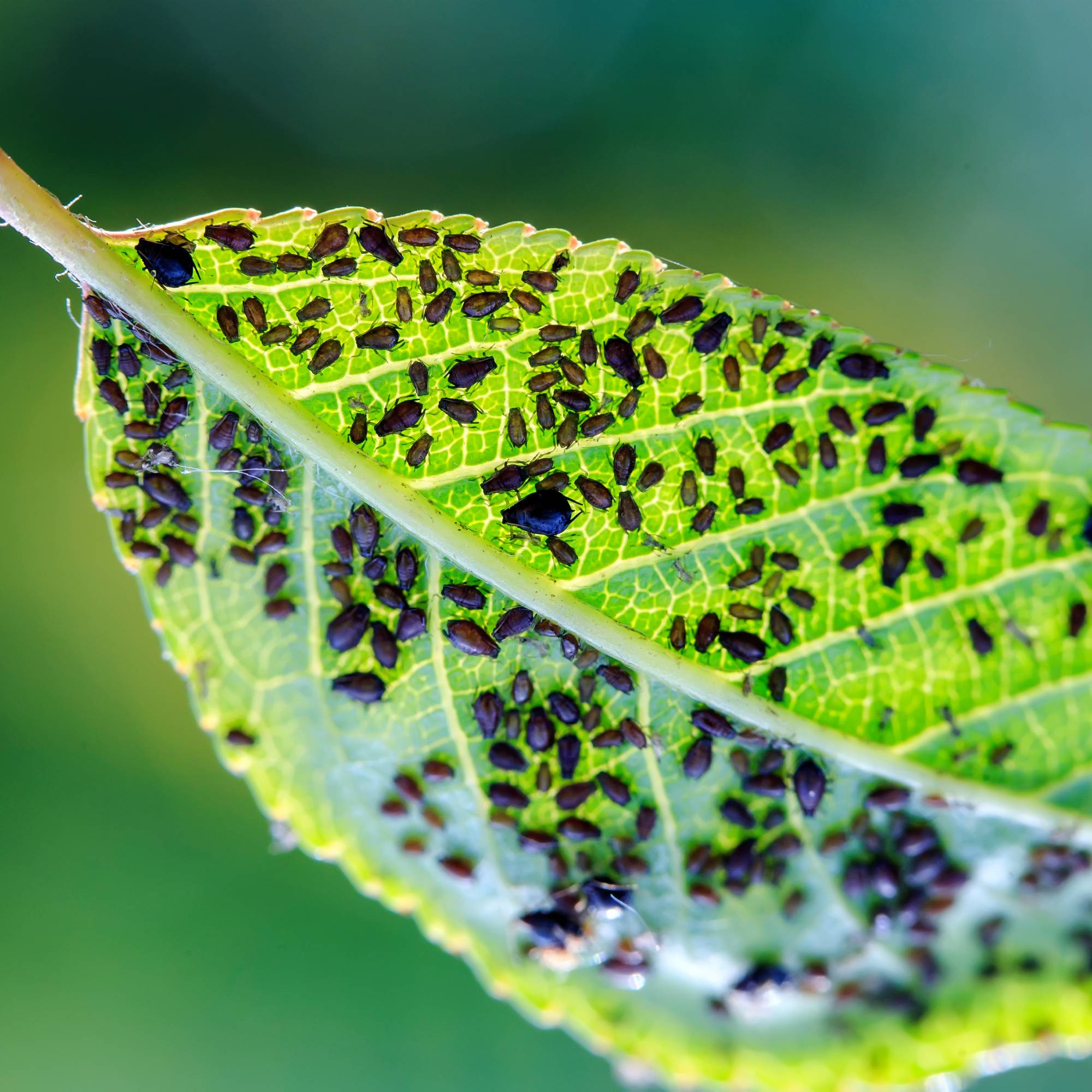 Aphids covering leaf