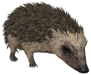 Hedgehog Google Search 3D model