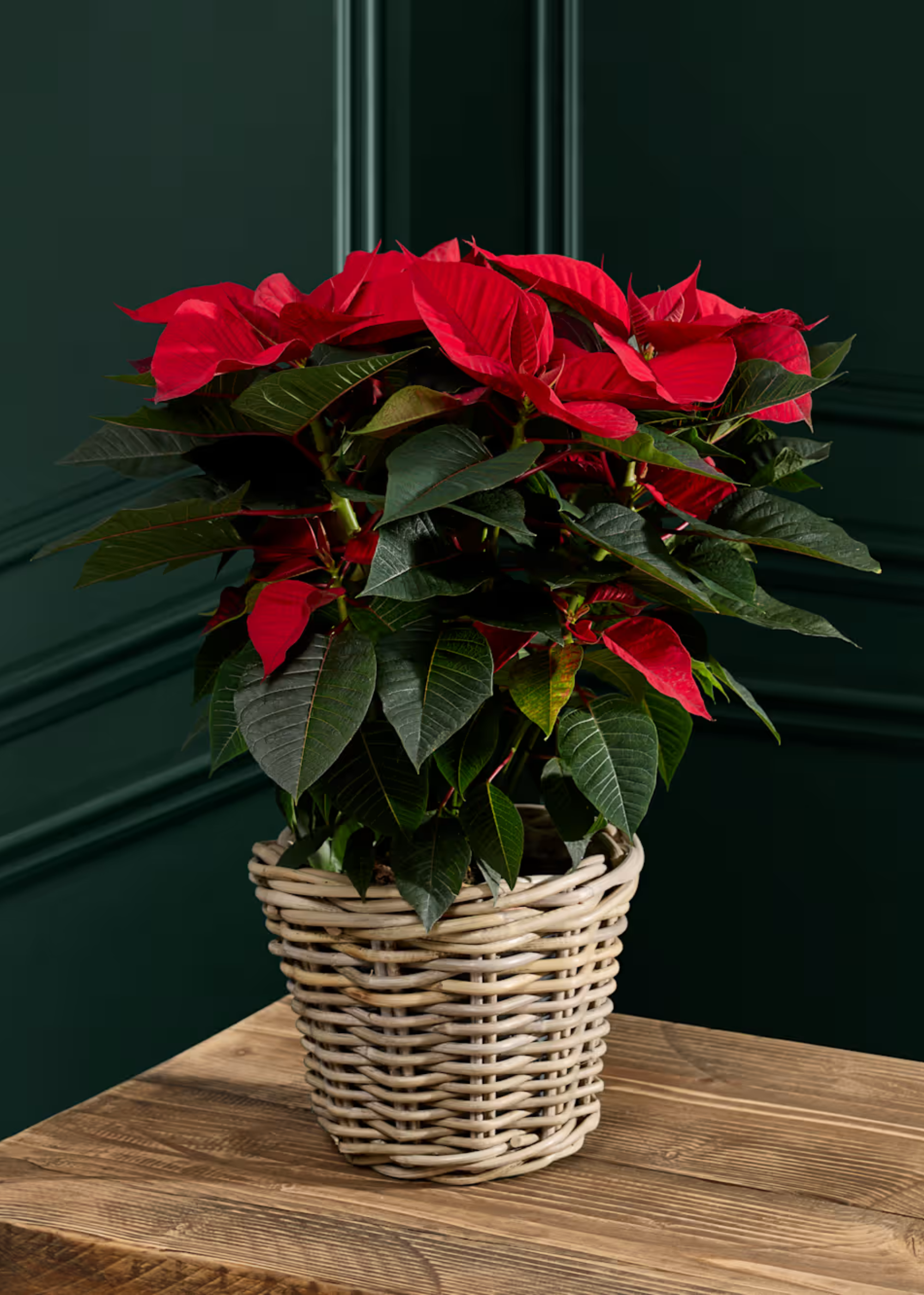 A red noblesse poinsettia in a wicker planter on a wood plinth