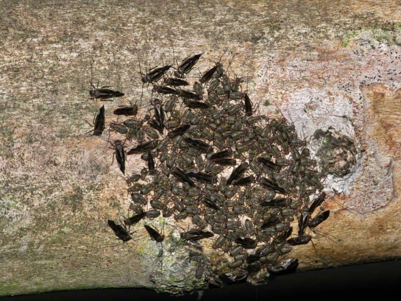 Bark Lice On A Tree