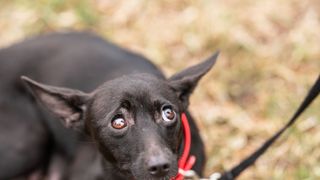 Dog looking up at pet owner