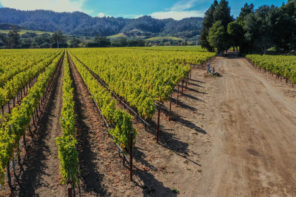 An aerial view of a vineyard during fall foliage in Napa Valley, California, United States on October 21, 2023. 