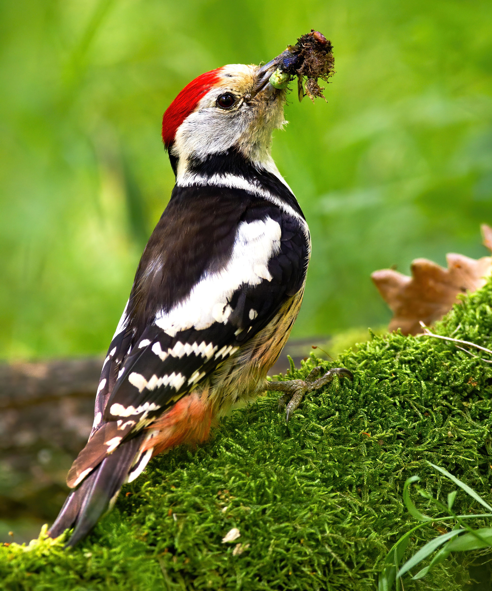 woodpecker eating bug in tree
