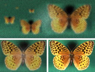 perspective of Great Spangled Fritillary Butterfly from different distances