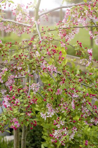 Beautiful spring Crab Apple Blossom pink and white flowers and buds in soft sunshine