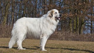 Great Pyrenees dog