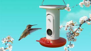 Hummingbird flies towards Bird Buddy smart feeder