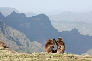 Two adult female geladas grooming on the edge of a cliff.