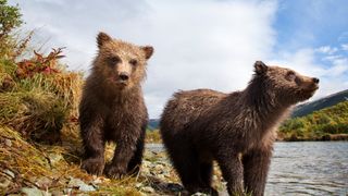 Two brown bear cubs at Katmai National Park and Preserve, Alaska