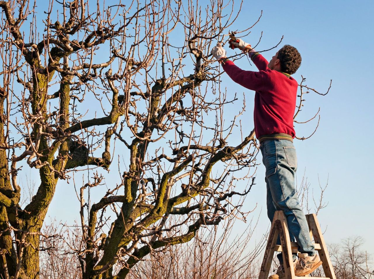 Person Thinning Canopies In A Tree