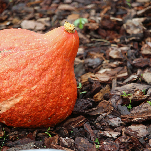 golden Hubbard pumpkin squash 