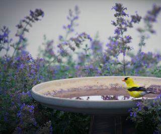 American goldfinch sat on bird bath