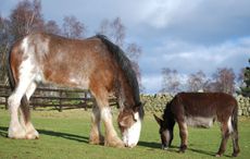 World-Horse-Welfare-Belwade-Farm.jpeg