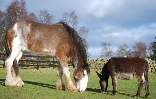World-Horse-Welfare-Belwade-Farm.jpeg