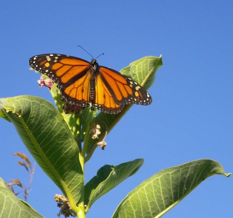 monarch butterfly