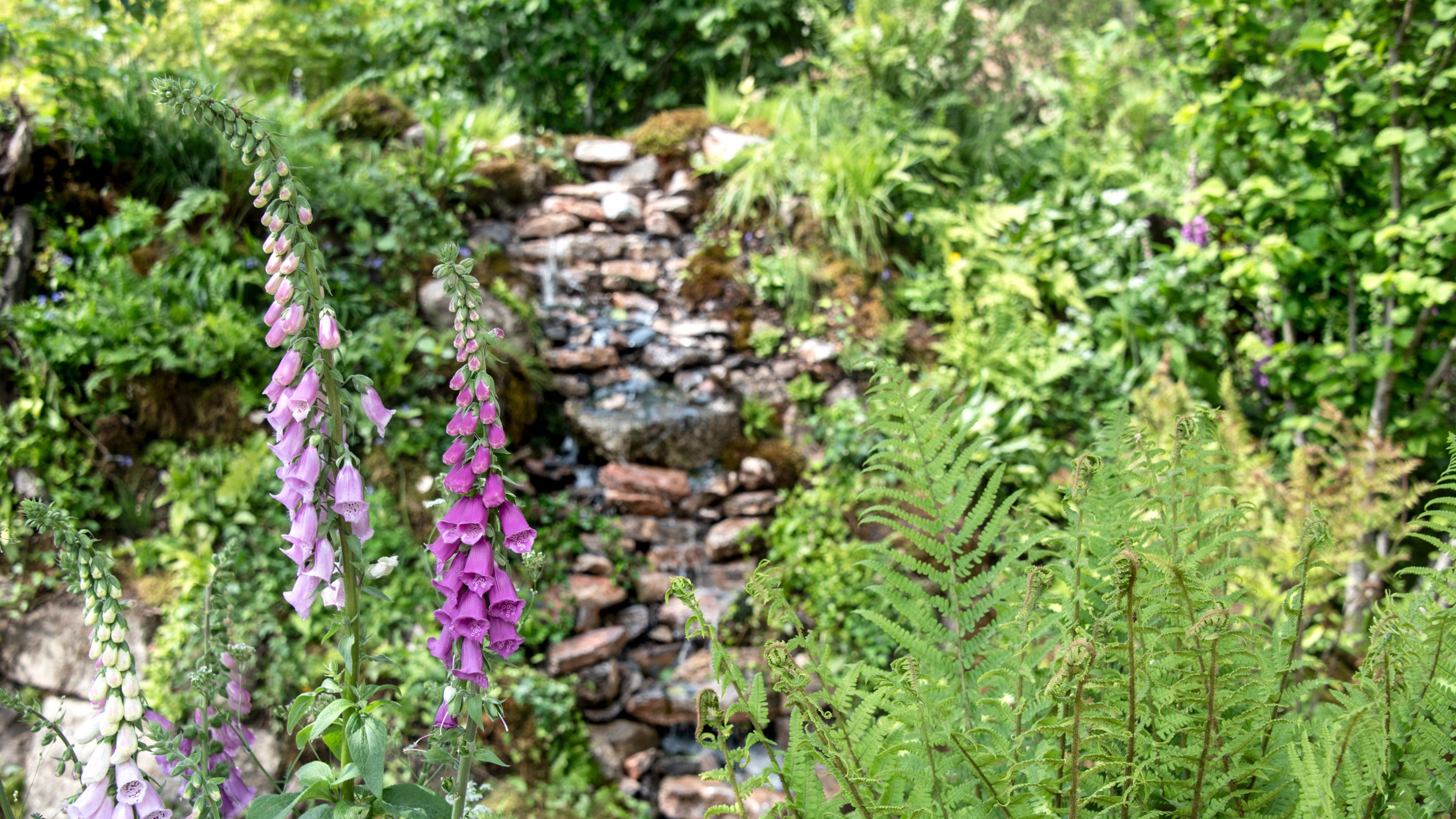 Foxgloves in The Wildlife Trusts' British Rainforest Garden at the RHS Chelsea Flower Show 2025