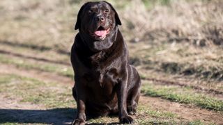 A Labrador sits on a walking path and poses for a photographer