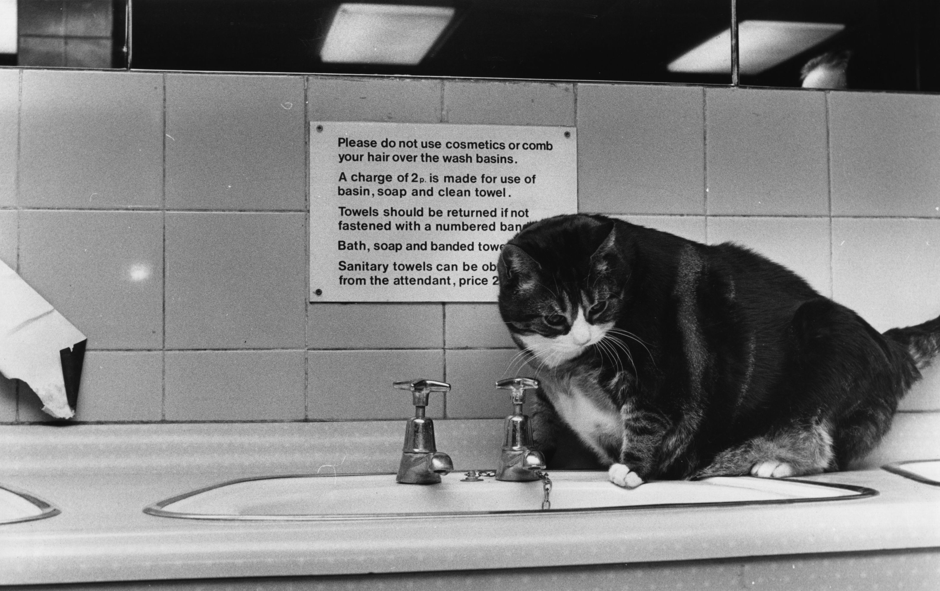 Tiddles, the Paddington Station cat, visits the washroom in 1978