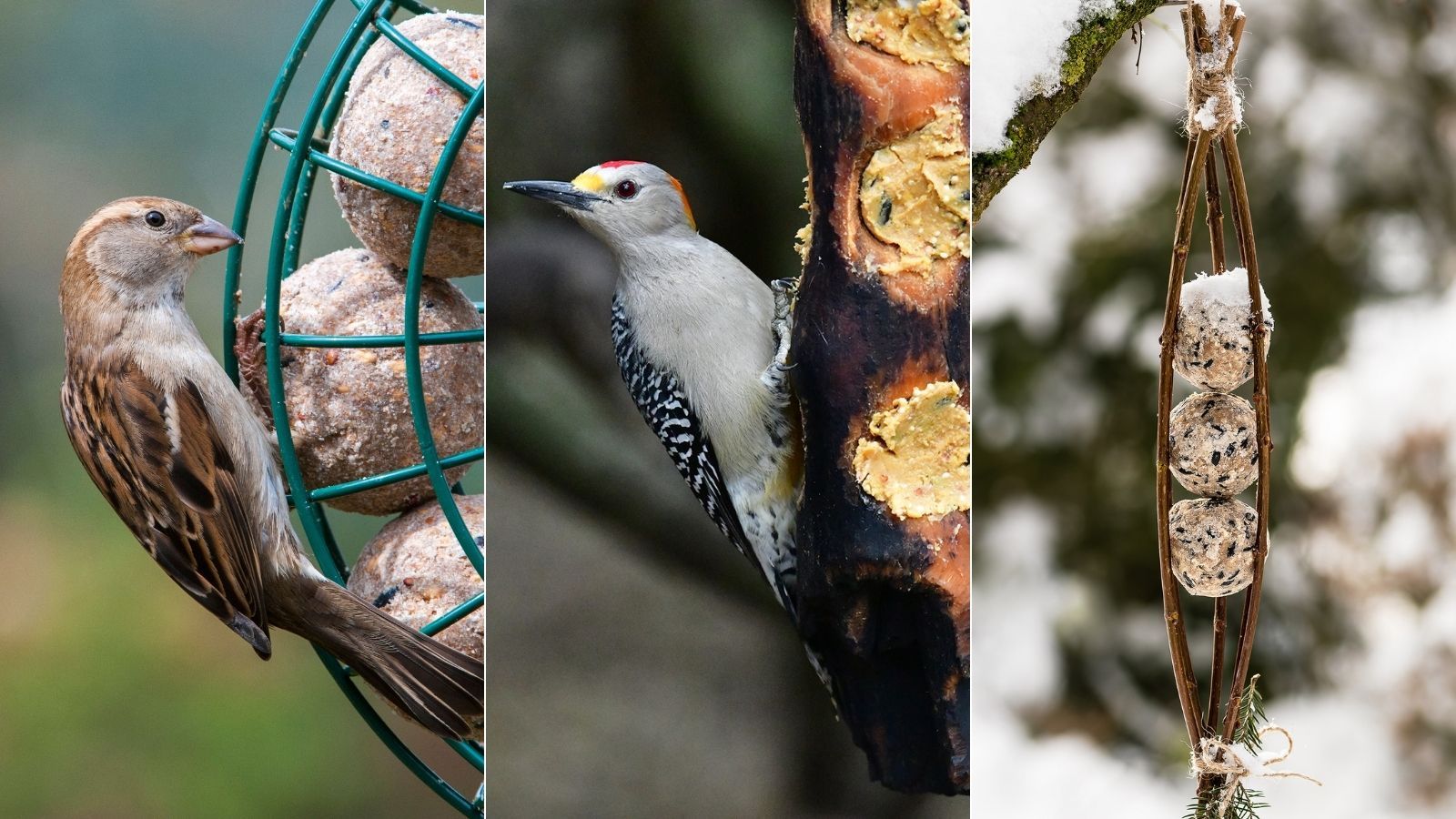 How to make fat balls for birds easy steps feed our feathered friends