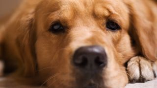 Golden Retriever with sad eyes