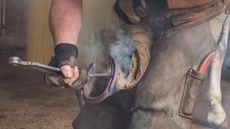 A farrier burning on a horseshoe