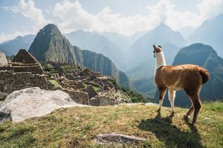 A llama overlooking ruins of the ancient city of Machu Picchu, Peru.