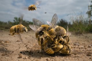 a ball of fuzzy bees rolls around on the hot sand of a texas ranch; two additional bees are flying towards the ball