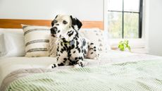 the best pet tracker: withings pet tracker on Dalmatian
