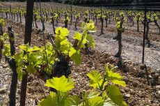 Pays d'oc wine, languedoc