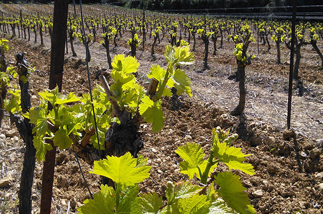 Pays d'oc wine, languedoc