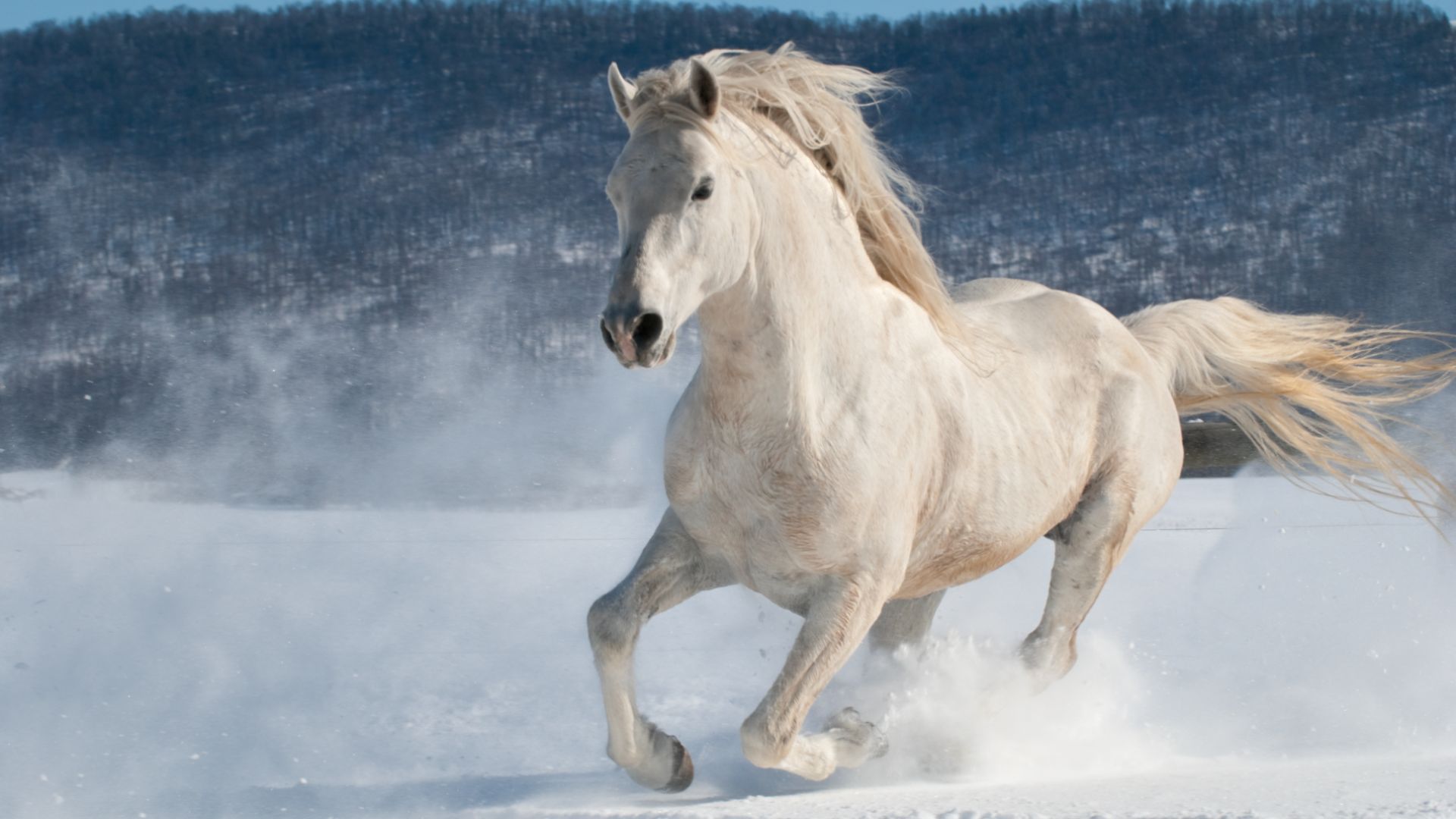 american cream draft horse cantering through snow