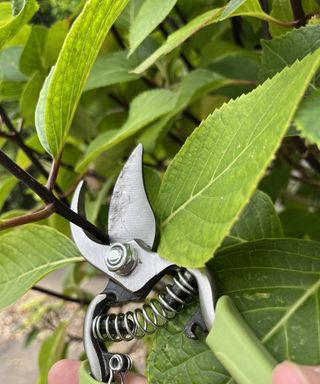 Martha Stewart green pruning shears against foliage