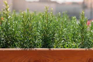 Fresh Rosemary Herb grow outdoor.